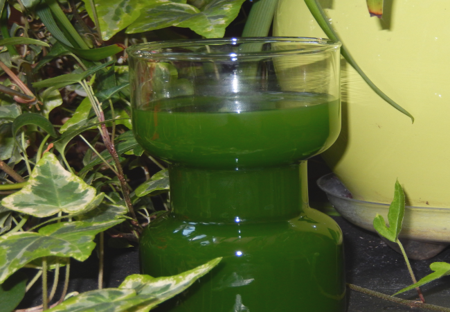 MGCS-green-juice